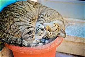 Cat sleeping in a pot in Lisbon/ chat dormant dans un pot de fleur ÃÂ  Lisbonne photo